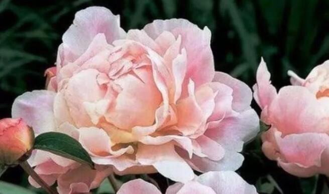 人善被欺的经典名言