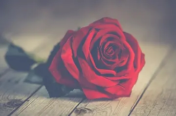 2024抖音可爱文案