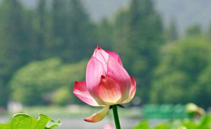 赞美七月的诗词