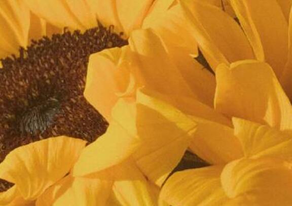 精彩的修辞摘抄