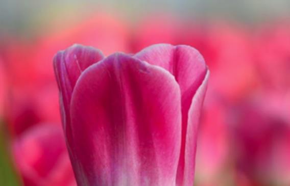 大学生想回家的说说文案