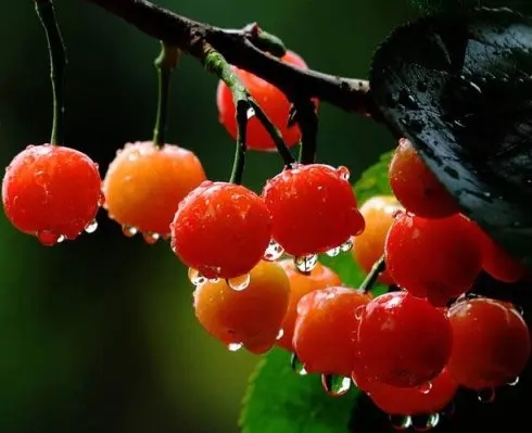 有关樱桃成熟了的语句文案