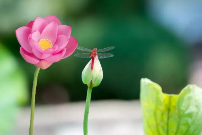 关于荷花的诗句文案古诗