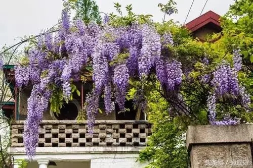 描写紫藤的最佳语句文案