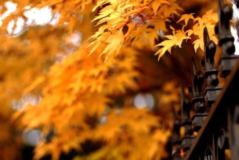 高挑气质美女的句子文案