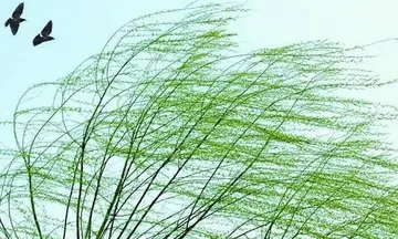 关于春风的古诗