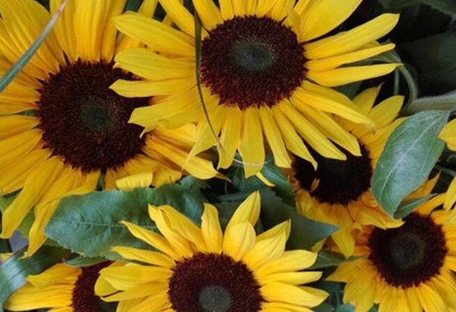 成长优美语段摘抄大全