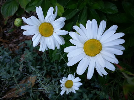 夫妻之间没有感情的句子文案