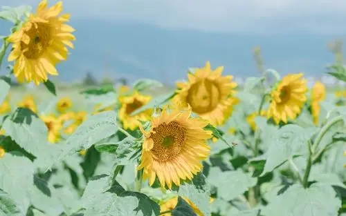 为什么能组什么句子文案