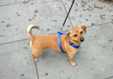 讽刺朋友不如狗的说说文案