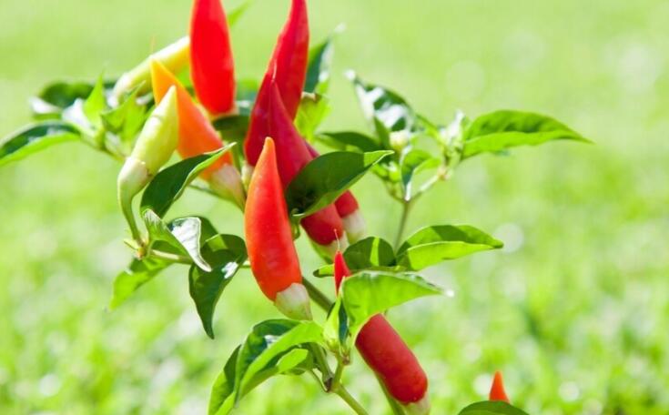 作比较的句子文案30字左右