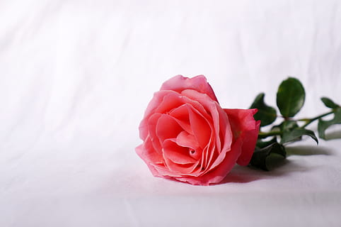 结婚祝福语录文案浪漫短句