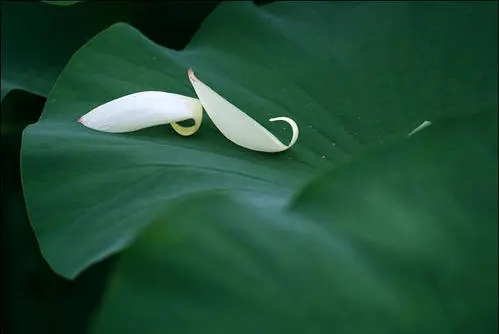 清净唯美的句子文案