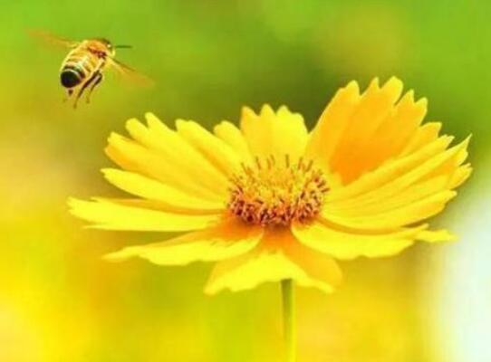 早安世界万物句子文案