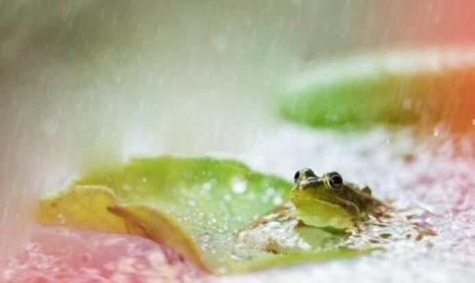 描写夏天的古诗100首