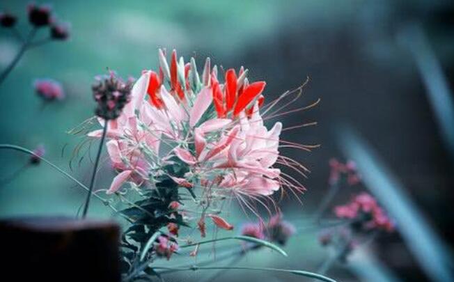 新字开头的诗句文案