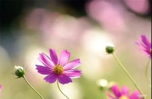 八个字温暖的短句子文案