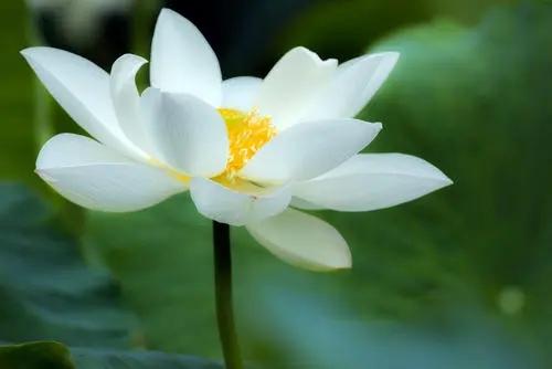 佛系励志语录文案经典短句