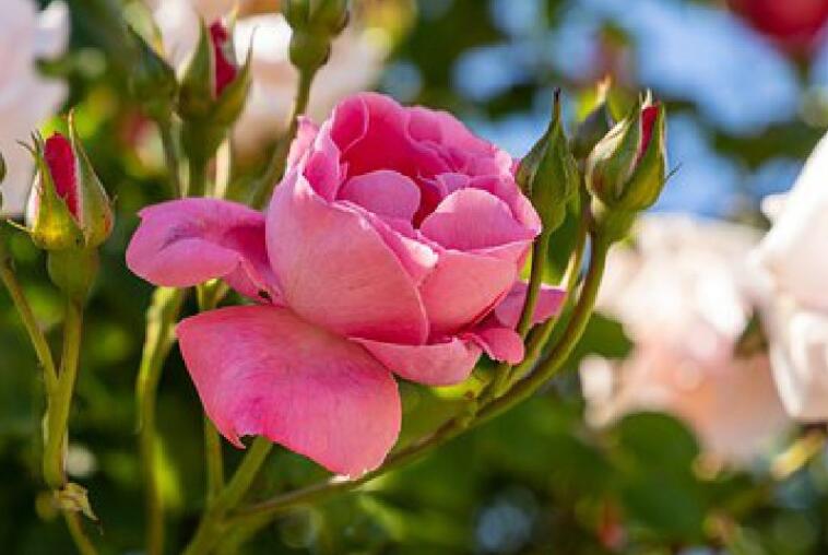 祝贺词事业成功