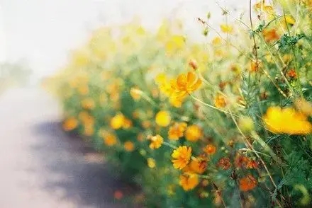 阳光快乐早安简短句子文案