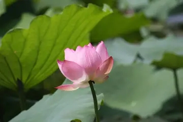 让生活丰富多彩的句子文案