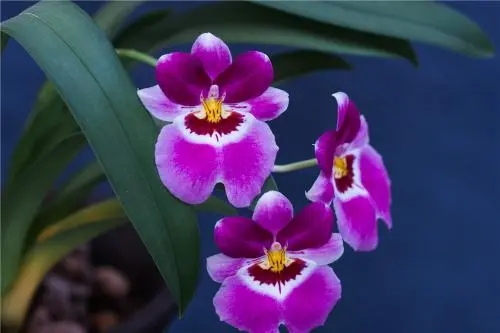 兰花与人生寄语