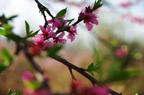 描写初春的句子文案和段落