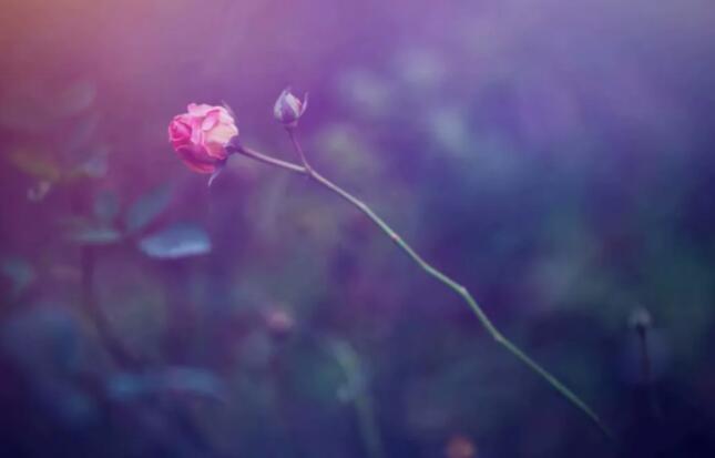 描写夫妻恩爱的诗句文案