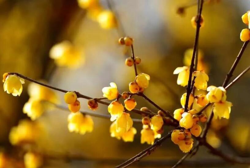 描写腊梅枝干优美句子文案