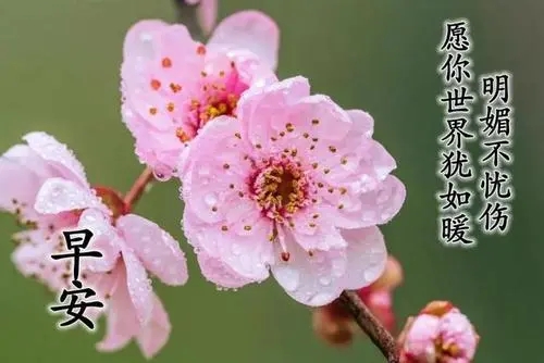 富有诗意早上问候语