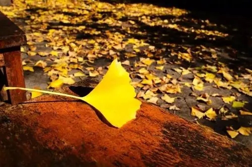 秋天的经典句子文案