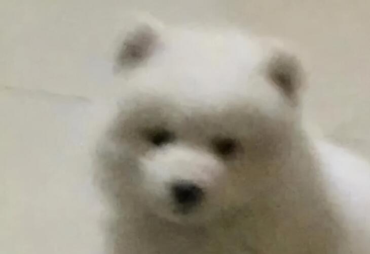 调皮的经典语录文案