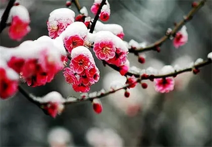 梅花的优美句子文案