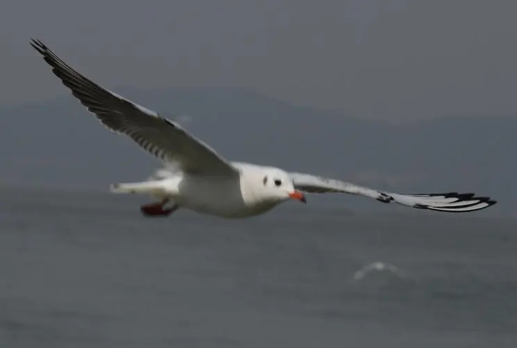 关于自由自在的说说文案