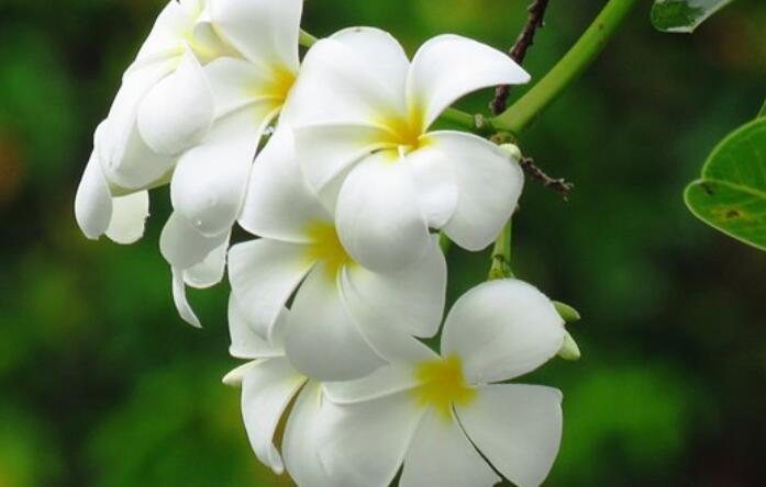 心情高兴的句子文案