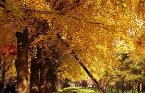 金秋十月的优美句子文案