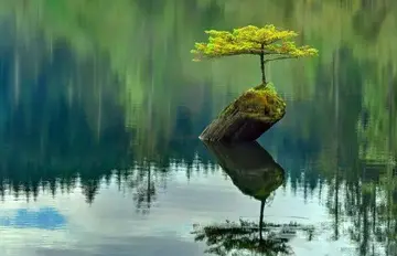 关于树成长的句子文案励志