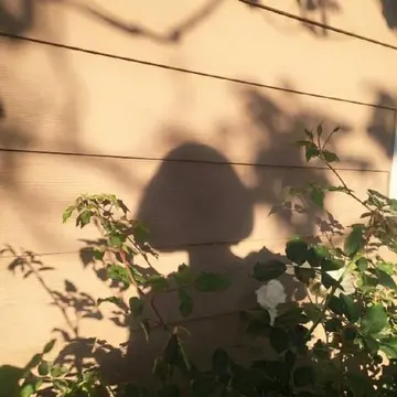 说给朋友听的带刺高冷短句