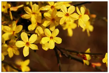 描写迎春花的外形句子文案