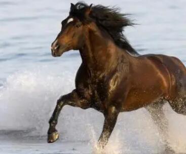 形容马的词语