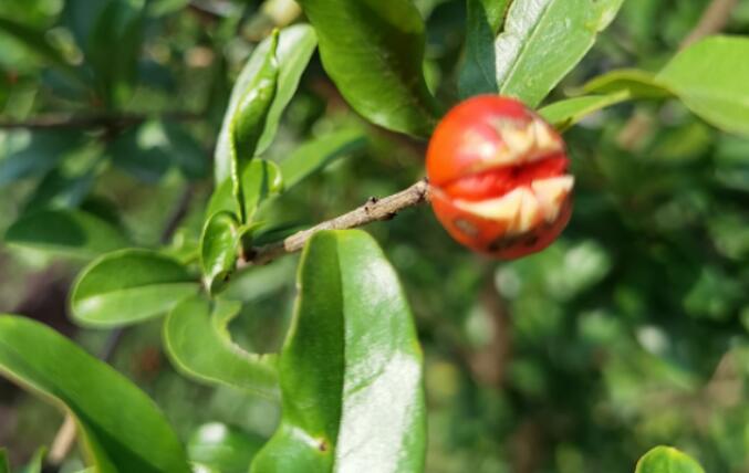 赞美五月的诗词名句文案