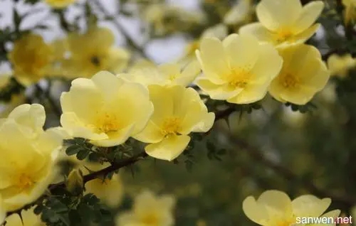 赞美花花草草的诗句子文案