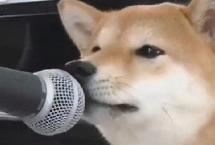 抖音幽默搞笑说说文案