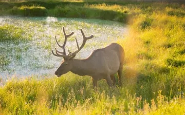 关于麋鹿的唯美短句