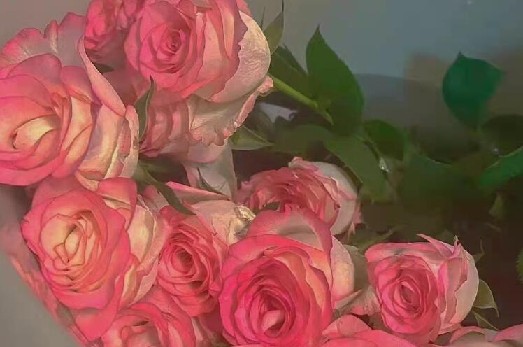 优雅的表白句子文案