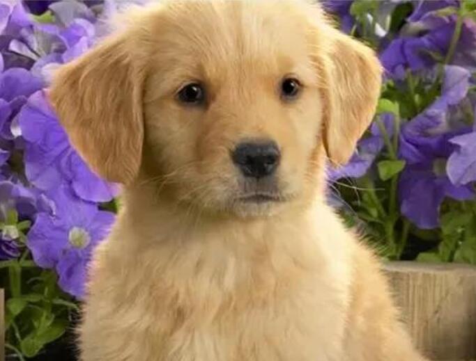 小狗的外貌描写100字