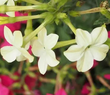 晚上花开的很美句子文案