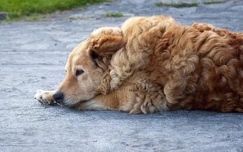 对宠物的情感语录文案