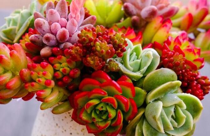 朋友圈晒多肉怎么配字