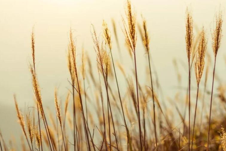 夸人年轻不老的诗句文案